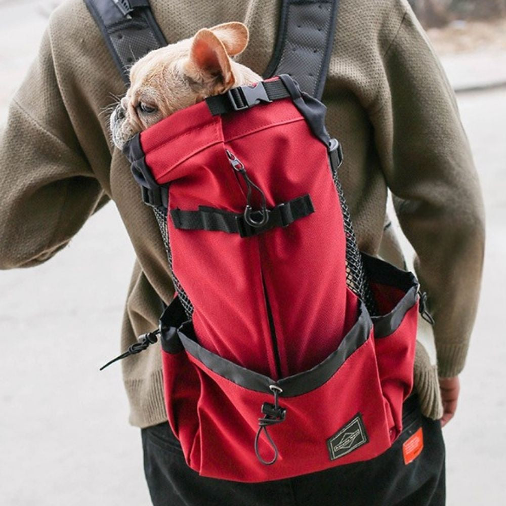 Red adventure pet backpack with dog inside – rear walking view outdoors