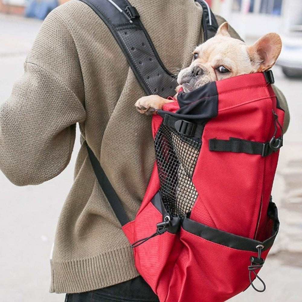 Small dog peeking out of red adventure pet backpack – front angle